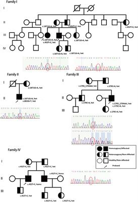 Novel Alanyl-tRNA Synthetase 2 Pathogenic Variants in Leukodystrophies